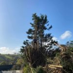 Tree Dismantling