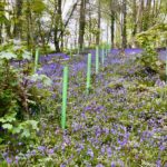 Forestry Mulching